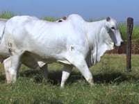 Lote 134