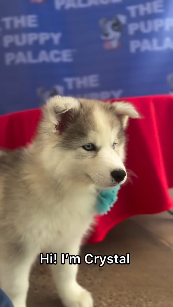 Female Siberian Husky puppy named Crystal for sale at The Puppy Palace CT. video thumbnail