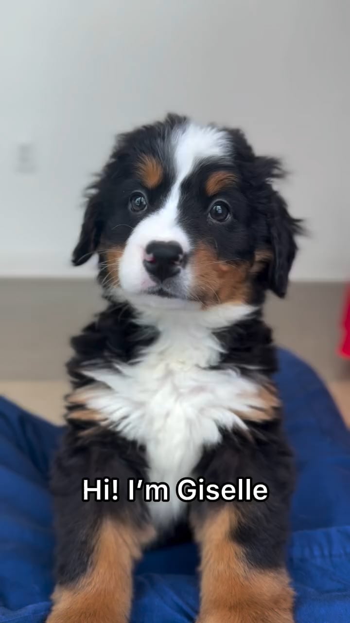Female Bernese Mountain Dog puppy named Giselle for sale at The Puppy Palace CT. video thumbnail