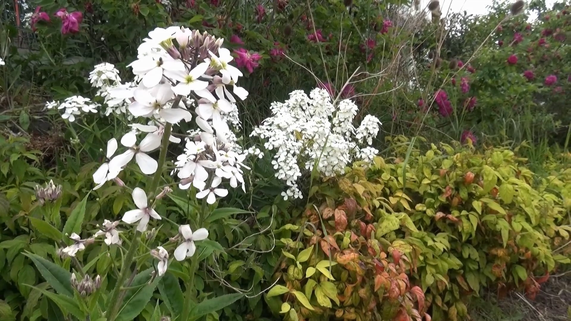 42 - Les jardins familiaux