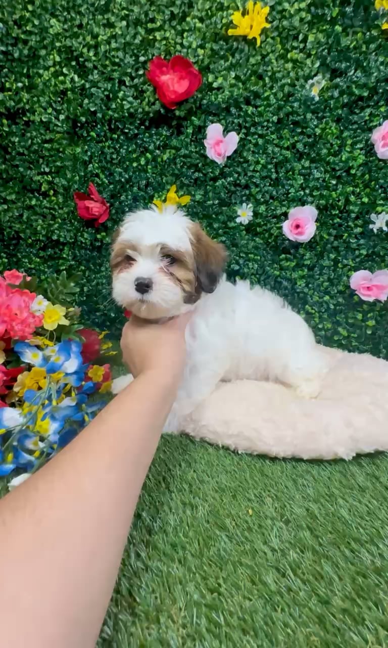 Male Teddy Bear puppy named Larry for sale at Puppy Dreams - Round Rock. video thumbnail
