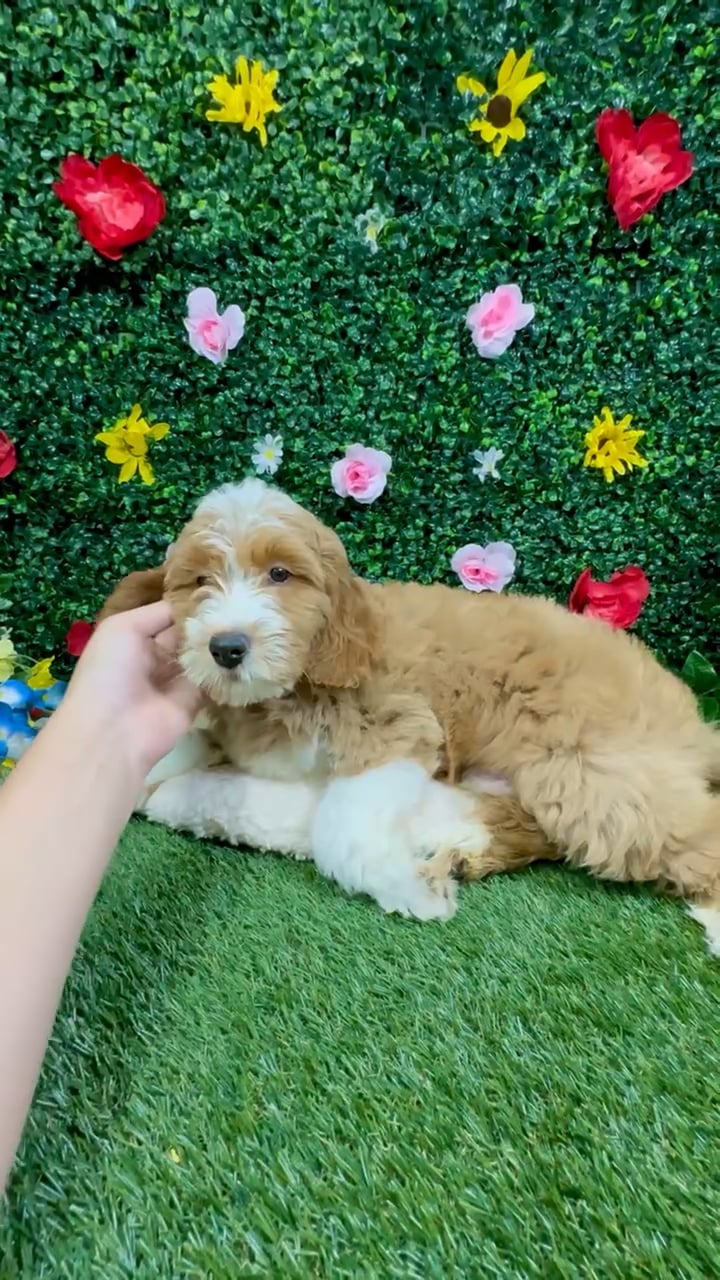 Male Mini Goldendoodle puppy named Mark for sale at Puppy Dreams - Round Rock. video thumbnail