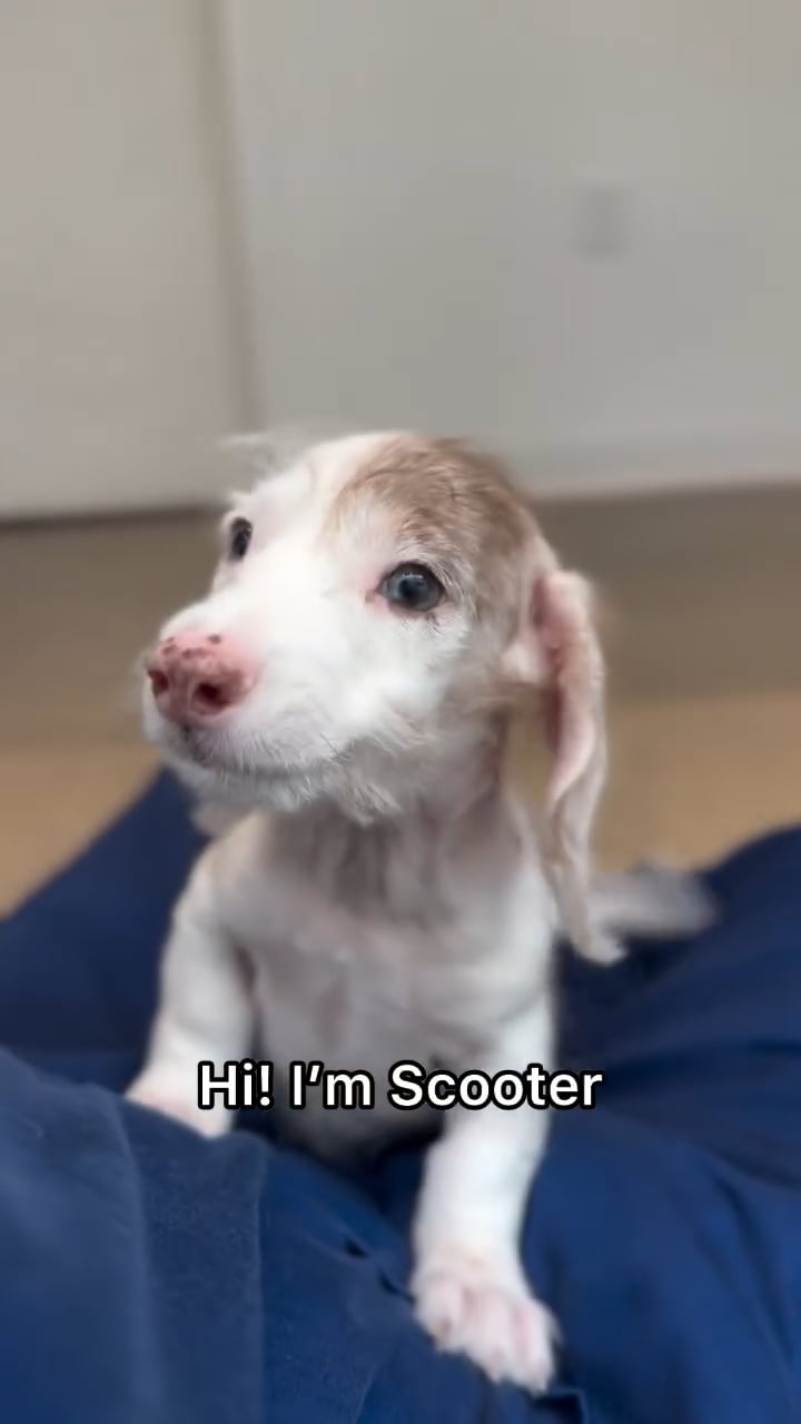 Male Dachshund puppy named Scooter for sale at The Puppy Palace CT. video thumbnail
