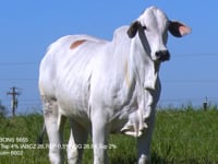 Lote 25