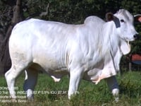 Lote 28