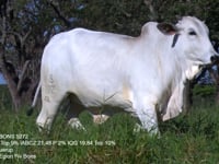 Lote 36