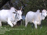Lote 42