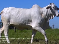 Lote 39