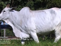 Lote 45