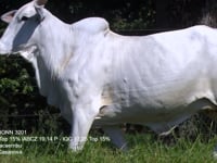 Lote 46