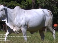 Lote 48