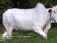 Lote 49