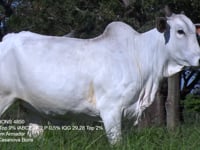 Lote 47