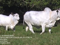 Lote 01