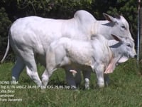 Lote 04