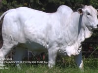 Lote 07
