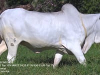 Lote 34
