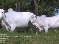 Lote 40
