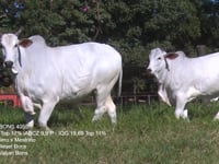 Lote 41