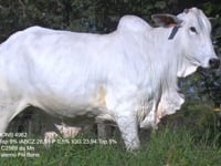 Lote 43