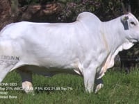 Lote 44