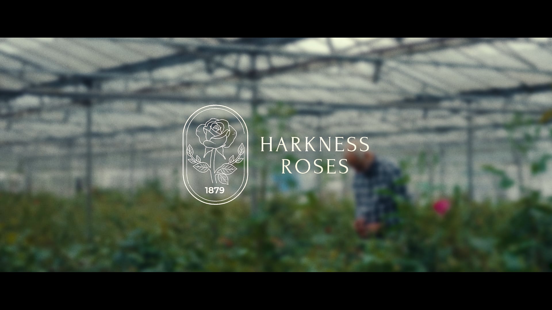 Harkness Roses - RHS Chelsea Flower Show