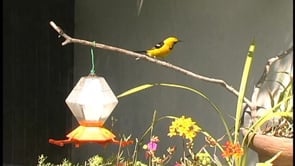 Birding