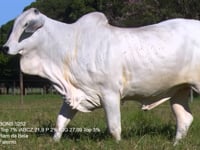 Lote 30