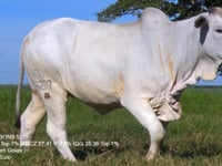 Lote 32