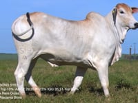 Lote 31