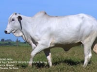 Lote 33