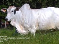 Lote 38
