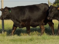 Lote 04