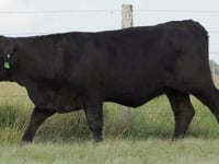 Lote 07