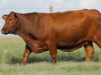 Lote 18