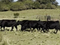 Lote 30
