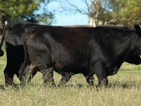 Lote 12