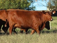 Lote 19