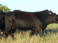 Lote 16