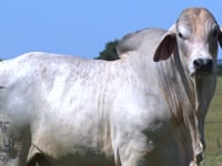 Lote 02
