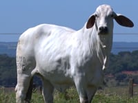 Lote 55
