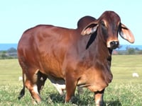 Lote 30