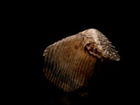 Astro West - Woolly Mammoth Tooth and Jaw AWFOSS490 Video