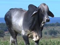 Lote 19