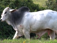 Lote 34