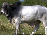 Lote 35