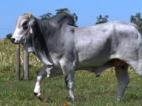 Lote 40