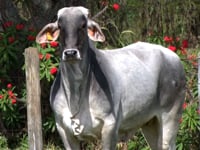 Lote 64