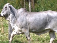 Lote 67