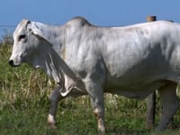 Lote 66